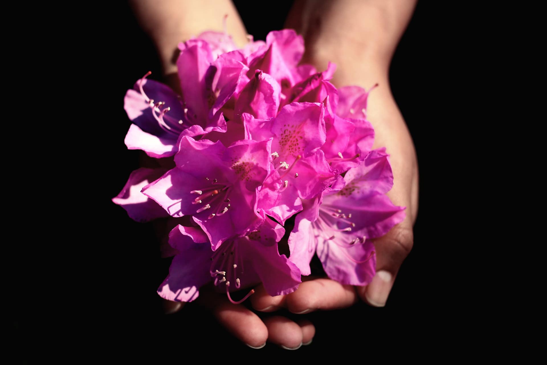 Blüte_Entfaltung_Frausein